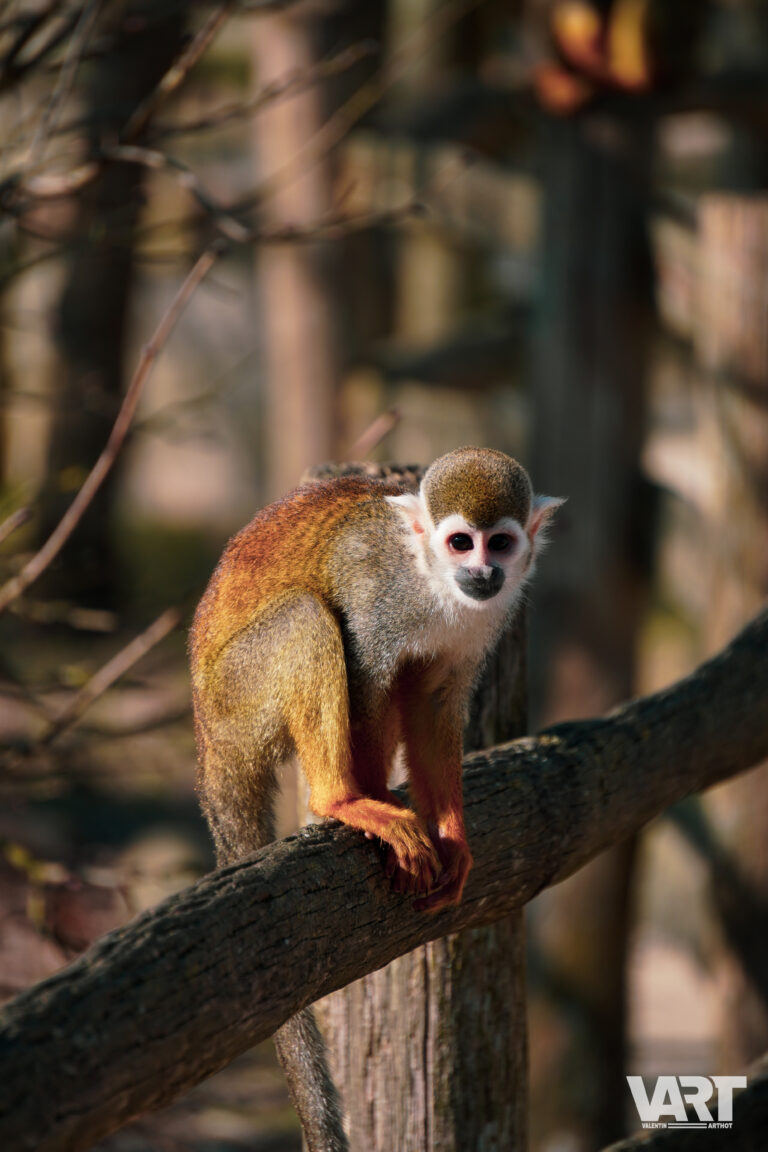 Planète sauvage – Valentin Arthot-01