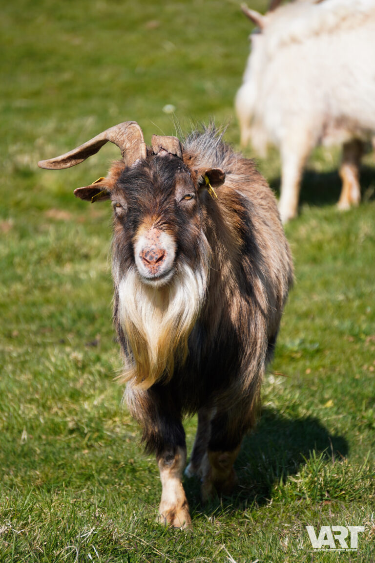 Planète sauvage – Valentin Arthot-02