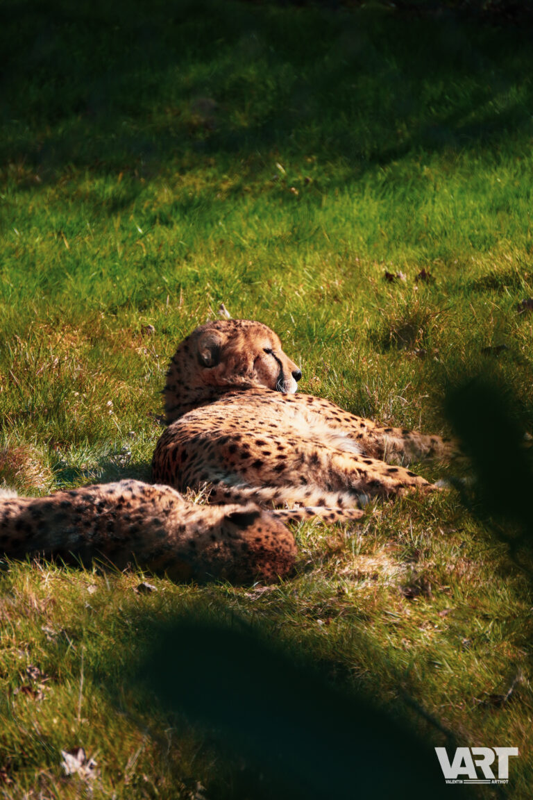 Planète sauvage – Valentin Arthot-03