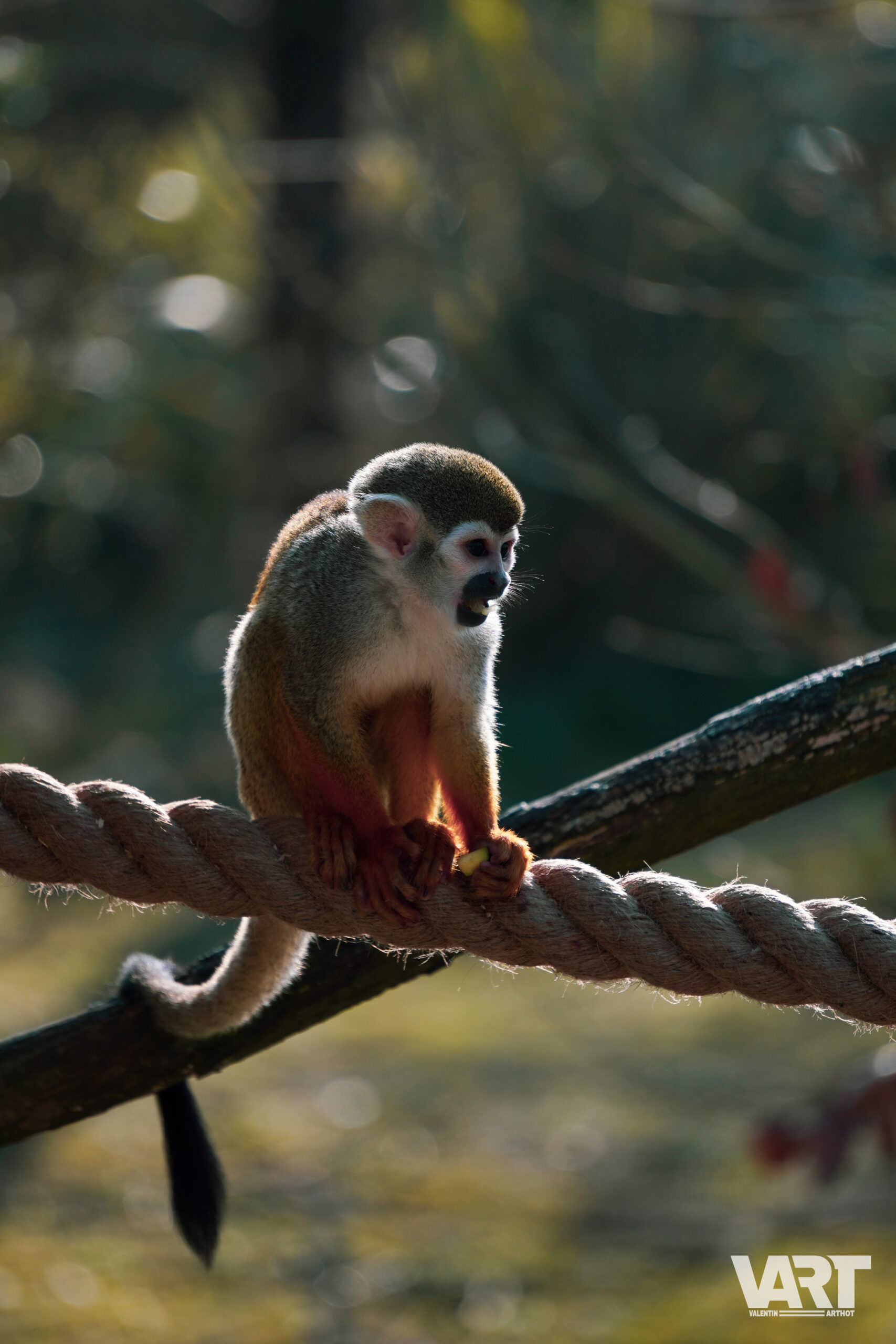 Planète Sauvage – Photos Animalières