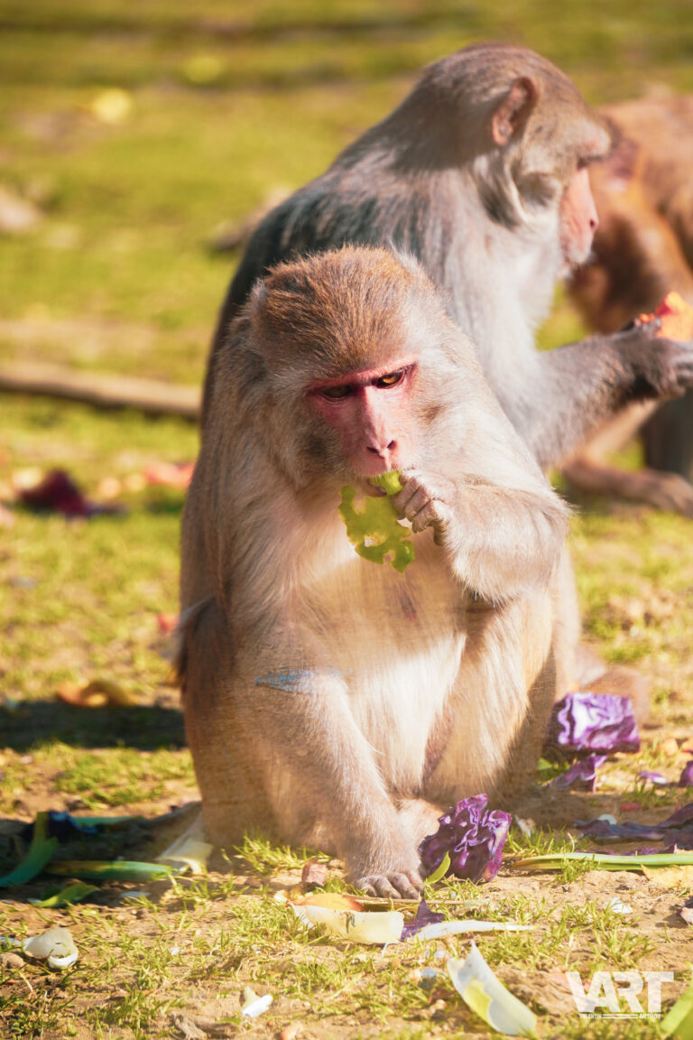 Planète sauvage – Valentin Arthot-05