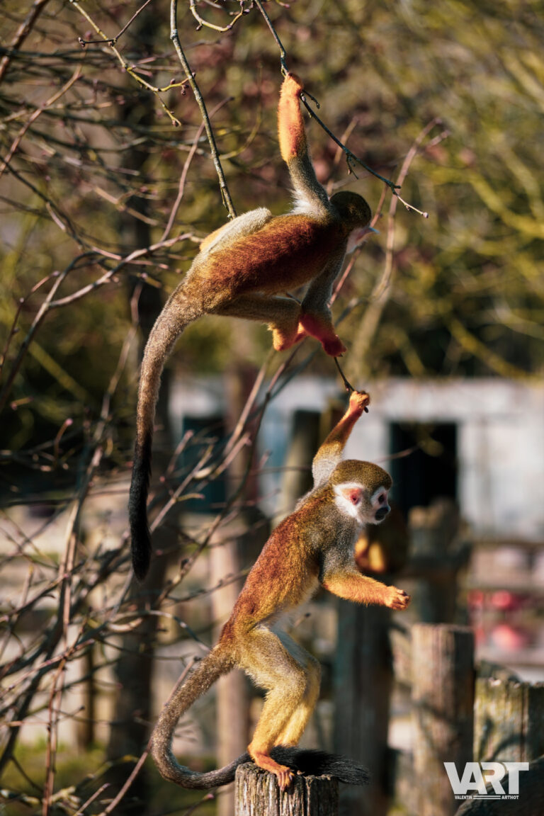 Planète sauvage – Valentin Arthot-06