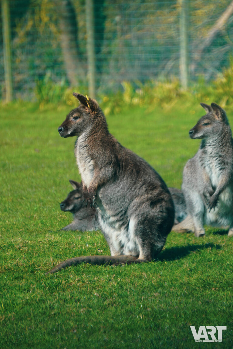 Planète sauvage – Valentin Arthot-07