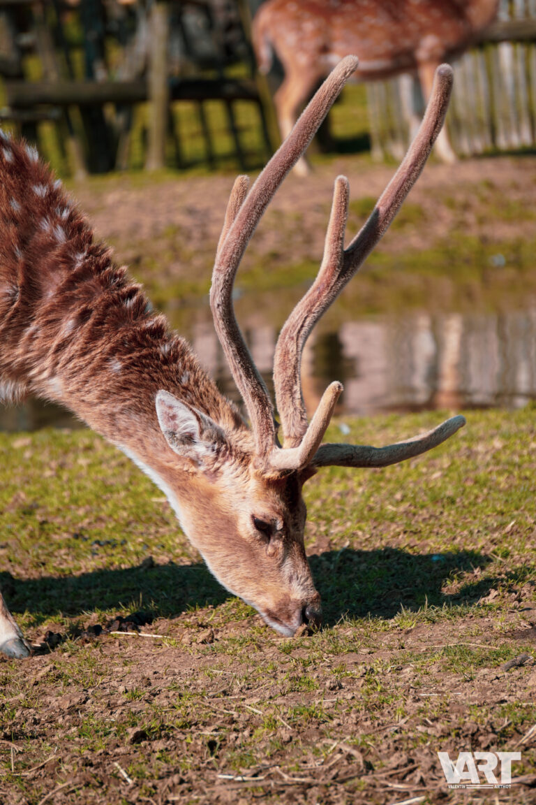 Planète sauvage – Valentin Arthot-08