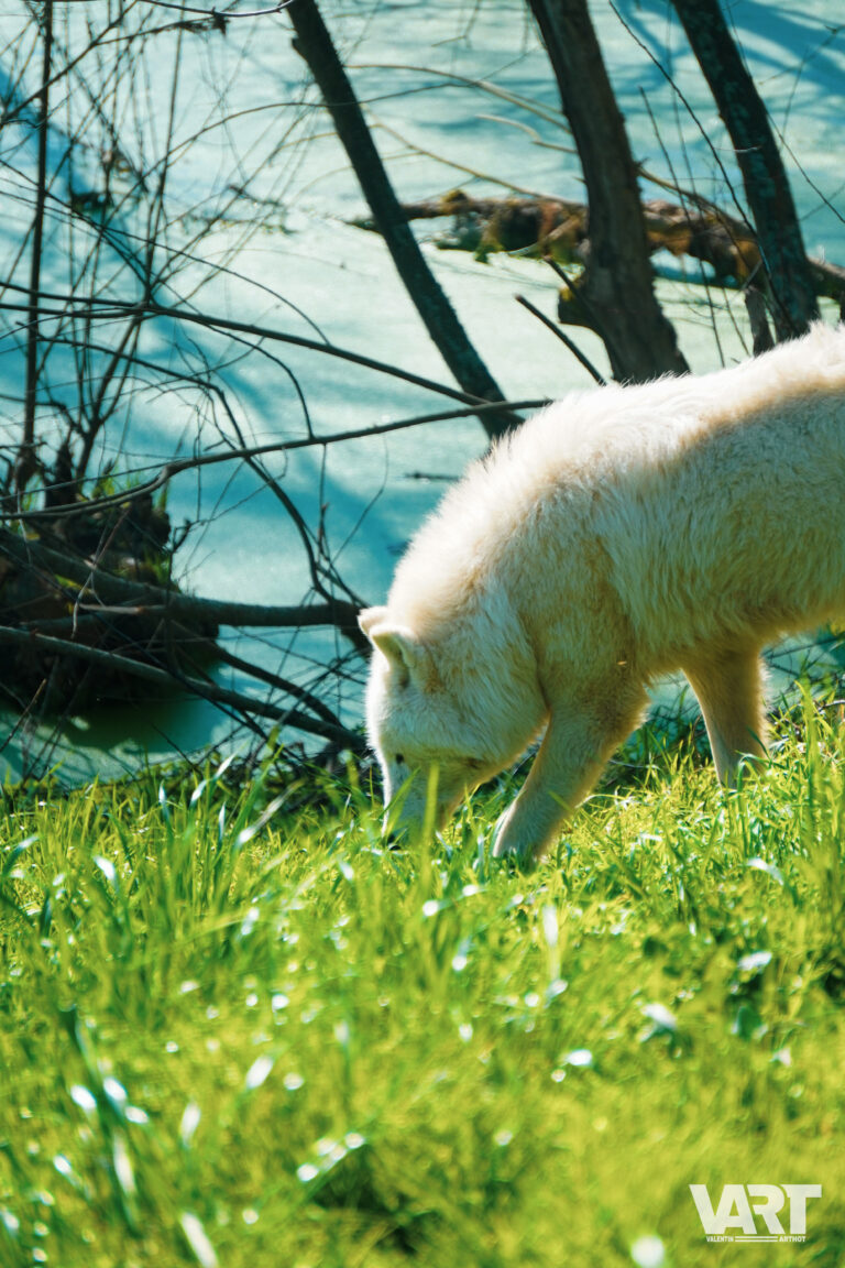 Planète sauvage – Valentin Arthot-09