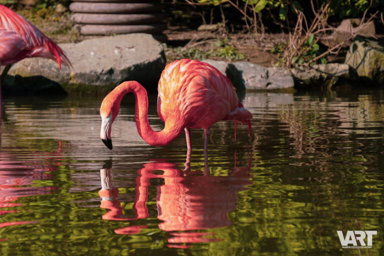 Planète sauvage – Valentin Arthot-10