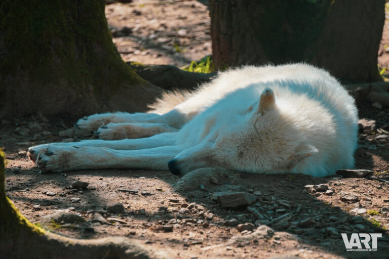 Planète sauvage – Valentin Arthot-11