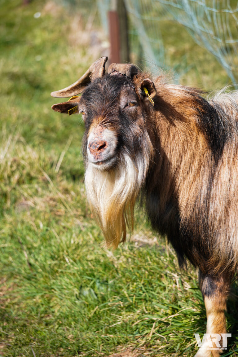 Planète sauvage – Valentin Arthot-12