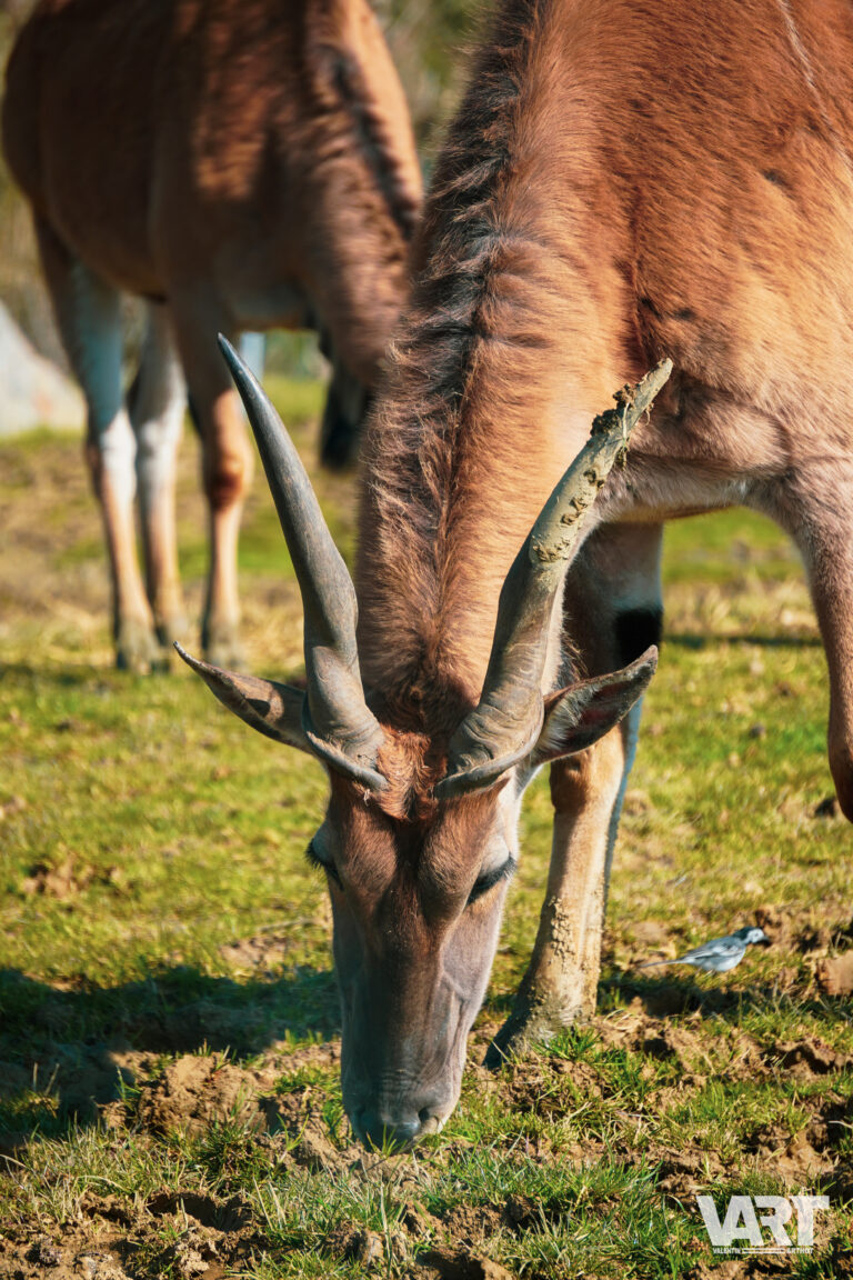 Planète sauvage – Valentin Arthot-13