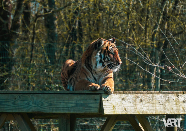Planète sauvage – Valentin Arthot-14
