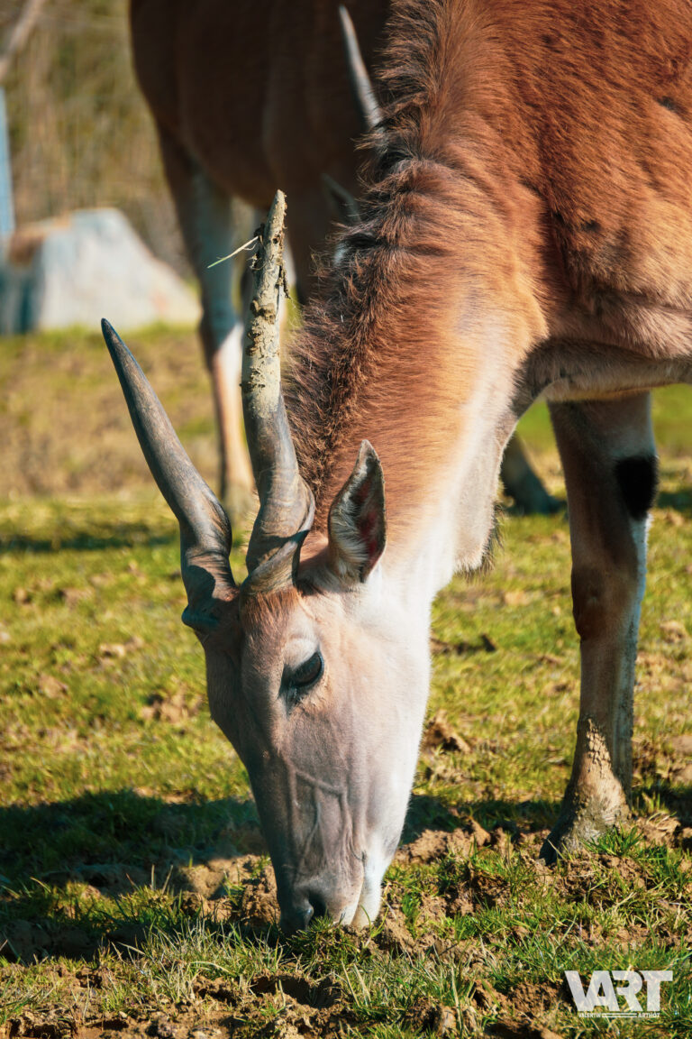 Planète sauvage – Valentin Arthot-15
